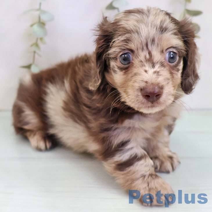 東京都のカニンヘンダックスフンド(ロング) (ペットプラス アクアシティお台場店/2025年10月24日生まれ/男の子/チョコレートダップル)の子犬の1枚目の画像