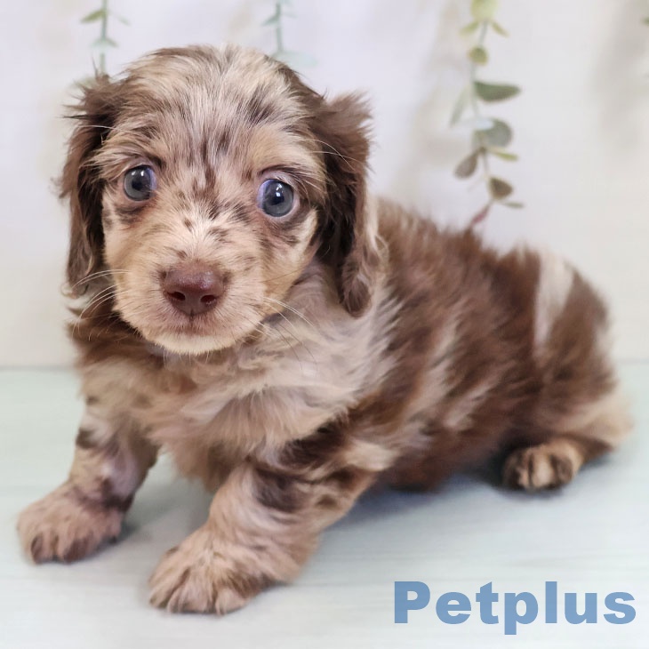 東京都のカニンヘンダックスフンド(ロング) (ペットプラス アクアシティお台場店/2025年10月24日生まれ/男の子/チョコレートダップル)の子犬の2枚目の画像