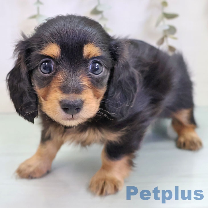 埼玉県のカニンヘンダックスフンド(ロング) (ペットプラス ららぽーと富士見店/2025年10月24日生まれ/女の子/ブラックタン)の子犬の1枚目の画像
