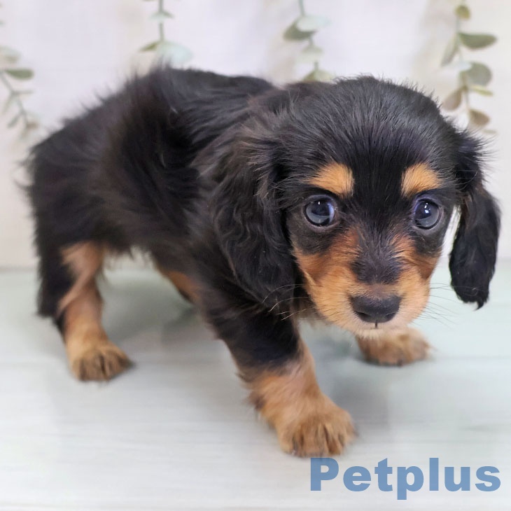 埼玉県のカニンヘンダックスフンド(ロング) (ペットプラス ららぽーと富士見店/2025年10月24日生まれ/女の子/ブラックタン)の子犬の2枚目の画像