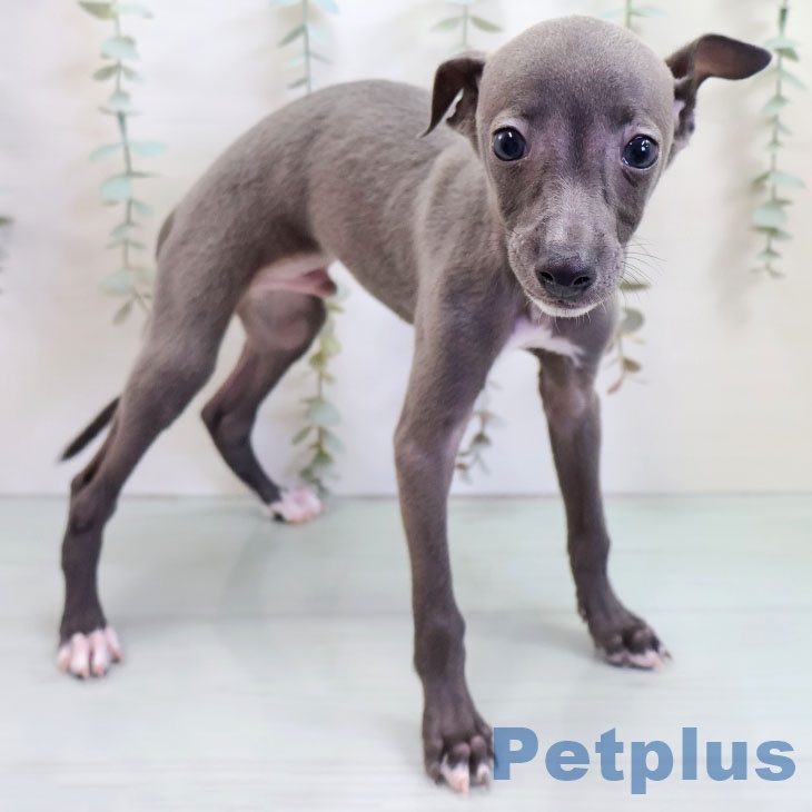 イタリアン・グレーハウンド