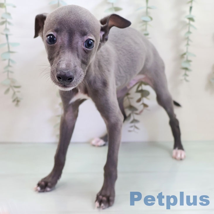 イタリアン・グレーハウンドの写真2