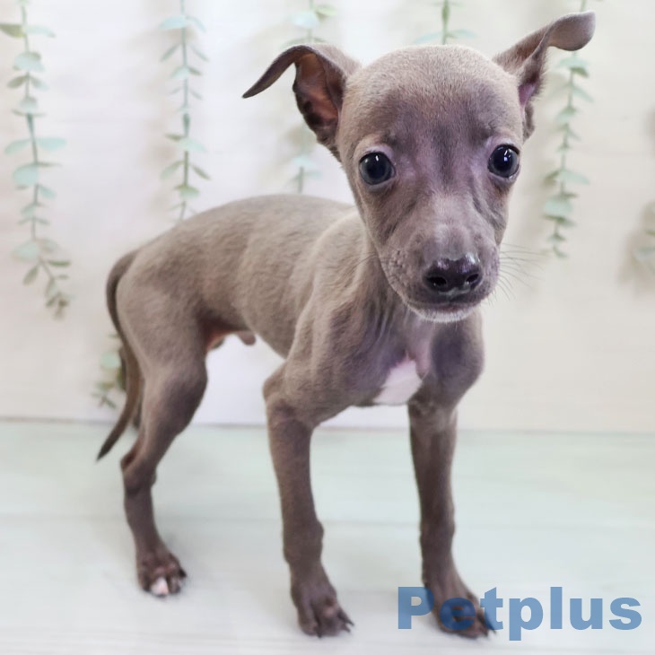 イタリアン・グレーハウンド