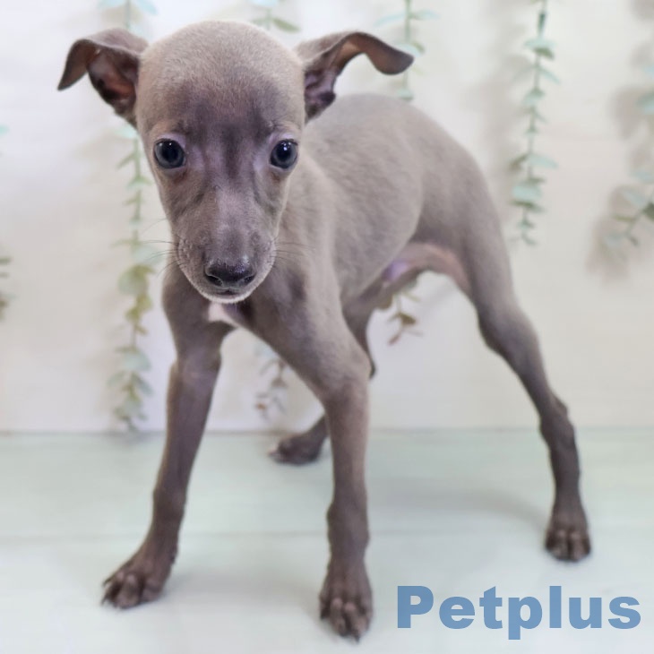 イタリアン・グレーハウンドの写真2