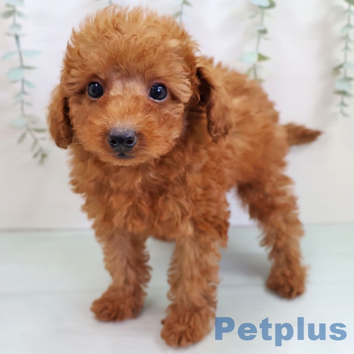 宮崎県のトイプードル(トイ) (ペットプラス 宮崎店/2025年10月24日生まれ/男の子/レッドフォーン)の子犬の1枚目の画像