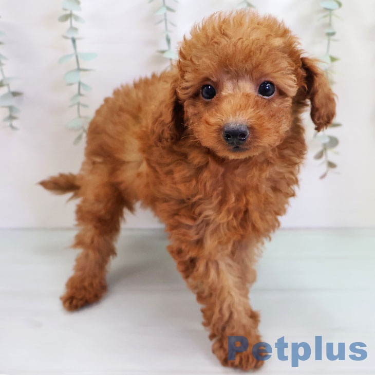 宮崎県のトイプードル(トイ) (ペットプラス 宮崎店/2025年10月24日生まれ/男の子/レッドフォーン)の子犬の2枚目の画像