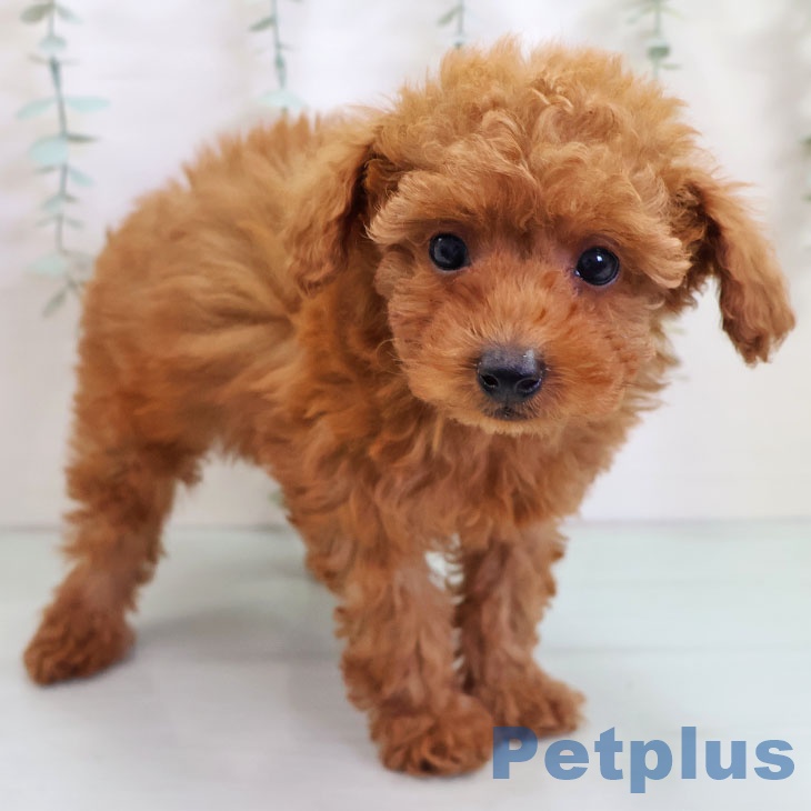 福岡県のトイプードル(トイ) (ペットプラス ららぽーと福岡店/2025年10月24日生まれ/男の子/レッドフォーン)の子犬の1枚目の画像