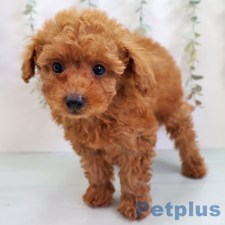 福岡県のトイプードル(トイ) (ペットプラス ららぽーと福岡店/2025年10月24日生まれ/男の子/レッドフォーン)の子犬の2枚目の画像