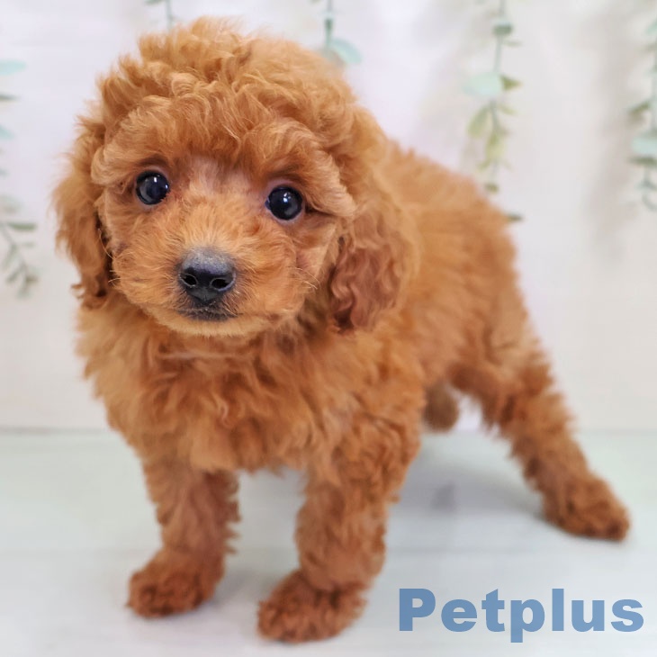 宮崎県のトイプードル(トイ) (ペットプラス 宮崎店/2025年10月24日生まれ/女の子/レッドフォーン)の子犬の1枚目の画像