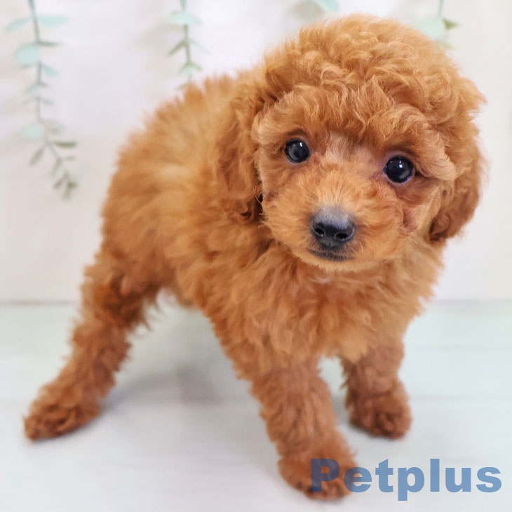 宮崎県のトイプードル(トイ) (ペットプラス 宮崎店/2025年10月24日生まれ/女の子/レッドフォーン)の子犬の2枚目の画像