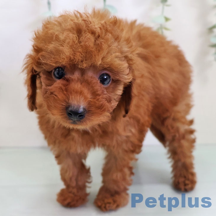 トイ・プードル