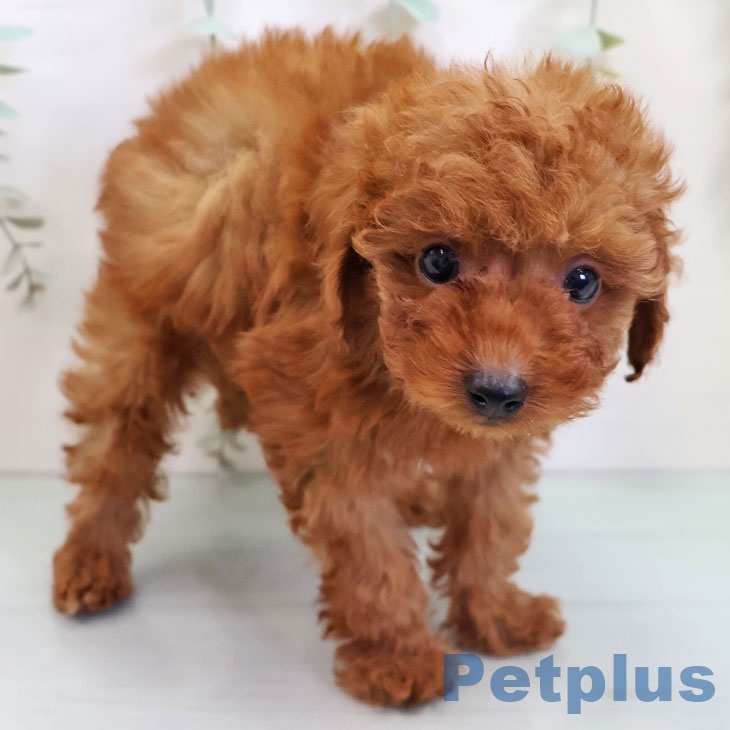 トイ・プードルの写真2