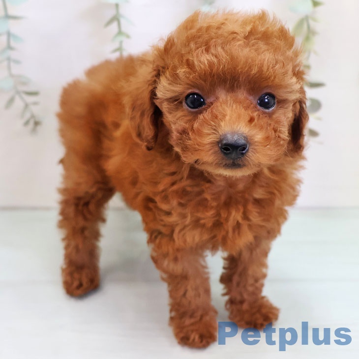 熊本県のトイプードル(トイ) (ペットプラス 熊本店/2025年10月24日生まれ/女の子/レッドフォーン)の子犬の1枚目の画像