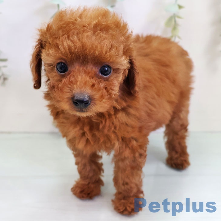 熊本県のトイプードル(トイ) (ペットプラス 熊本店/2025年10月24日生まれ/女の子/レッドフォーン)の子犬の2枚目の画像