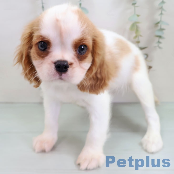 福岡県のキャバリアキングチャールズスパニエル (ペットプラス 八幡東店/2025年10月17日生まれ/男の子/ブレンハイム)の子犬の1枚目の画像