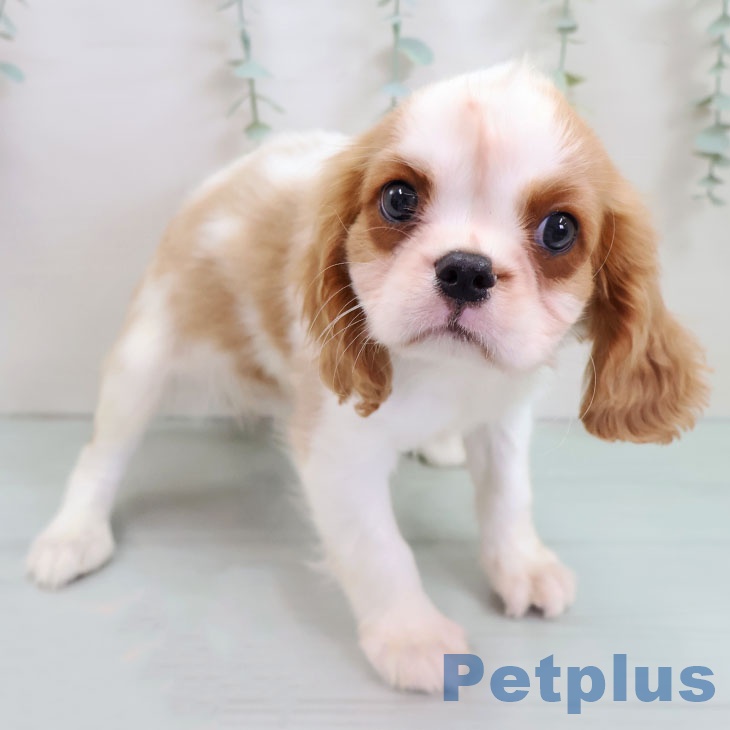 福岡県のキャバリアキングチャールズスパニエル (ペットプラス 八幡東店/2025年10月17日生まれ/男の子/ブレンハイム)の子犬の2枚目の画像