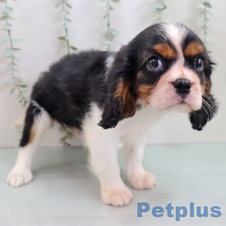 福岡県のキャバリアキングチャールズスパニエル (ペットプラス 八幡東店/2025年10月17日生まれ/男の子/トライカラー)の子犬の1枚目の画像