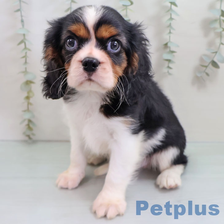 福岡県のキャバリアキングチャールズスパニエル (ペットプラス 八幡東店/2025年10月17日生まれ/男の子/トライカラー)の子犬の2枚目の画像