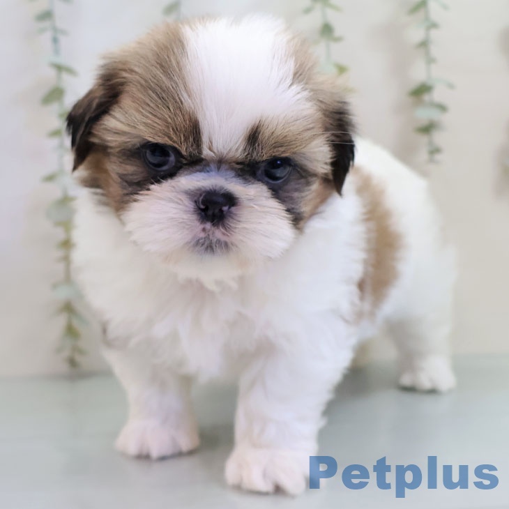 長崎県のシーズー (ペットプラス 長崎店/2025年10月23日生まれ/男の子/ゴールドホワイト)の子犬の1枚目の画像