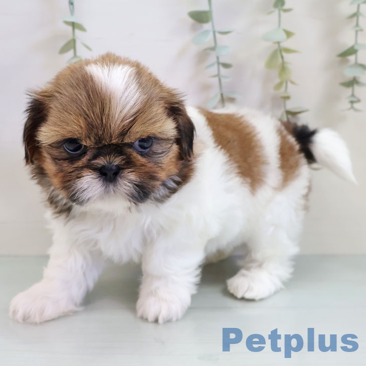 福岡県のシーズー (ペットプラス 八幡東店/2025年10月23日生まれ/女の子/ゴールドホワイト)の子犬の1枚目の画像