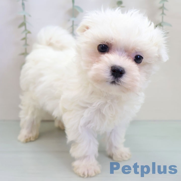 マルチーズの写真2