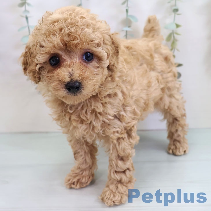 沖縄県のトイプードル(トイ) (ペットプラス 沖縄ライカム店/2025年10月20日生まれ/女の子/アプリコット)の子犬の1枚目の画像