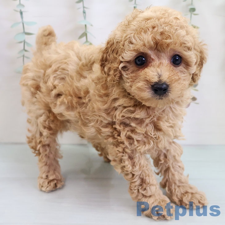 沖縄県のトイプードル(トイ) (ペットプラス 沖縄ライカム店/2025年10月20日生まれ/女の子/アプリコット)の子犬の2枚目の画像