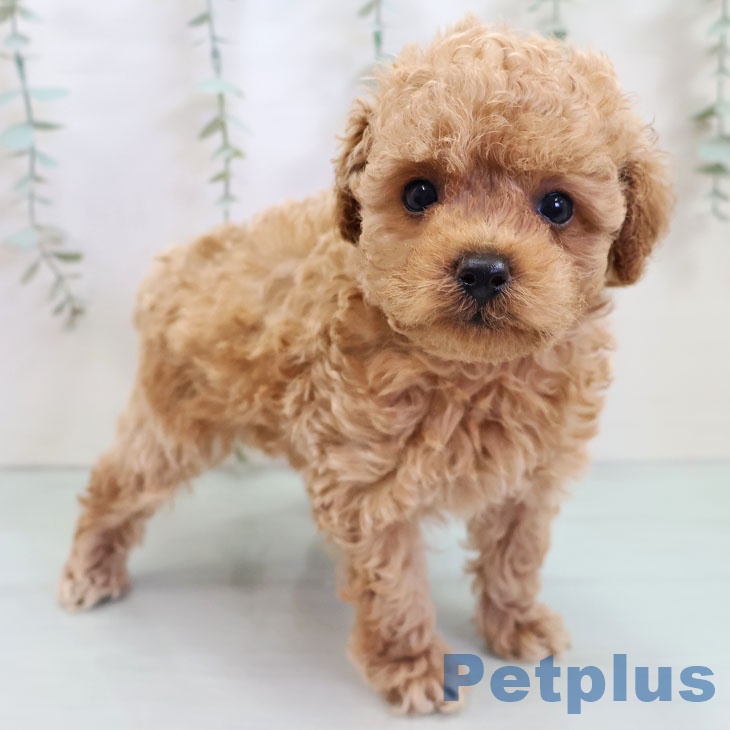 沖縄県のトイプードル(トイ) (ペットプラス 沖縄ライカム店/2025年10月23日生まれ/男の子/アプリコット)の子犬の1枚目の画像