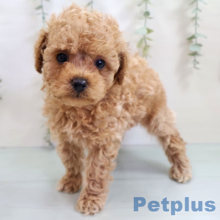 沖縄県のトイプードル(トイ) (ペットプラス 沖縄ライカム店/2025年10月23日生まれ/男の子/アプリコット)の子犬の2枚目の画像
