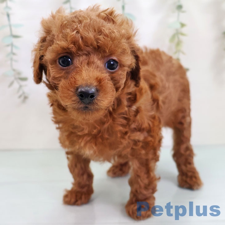 福岡県のトイプードル(トイ) (ペットプラス 八幡東店/2025年10月23日生まれ/男の子/レッド)の子犬の1枚目の画像