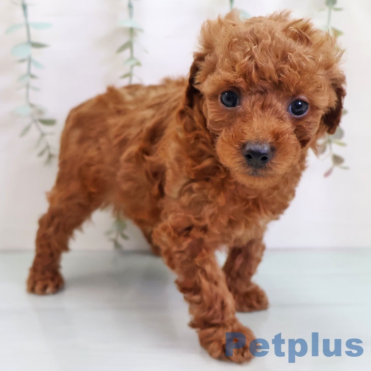 福岡県のトイプードル(トイ) (ペットプラス 八幡東店/2025年10月23日生まれ/男の子/レッド)の子犬の2枚目の画像