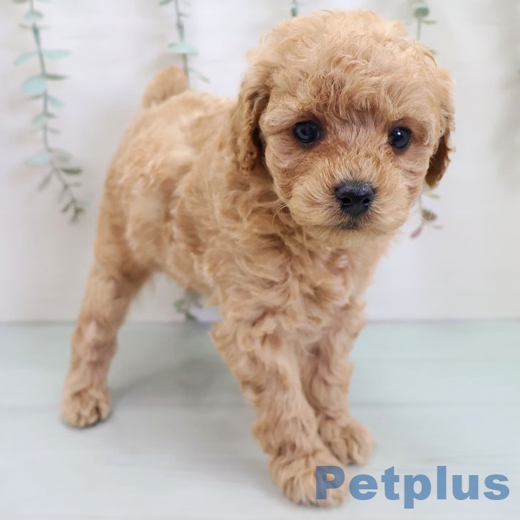 福岡県のトイプードル(トイ) (ペットプラス 小倉南店/2025年10月23日生まれ/女の子/アプリコット)の子犬の1枚目の画像