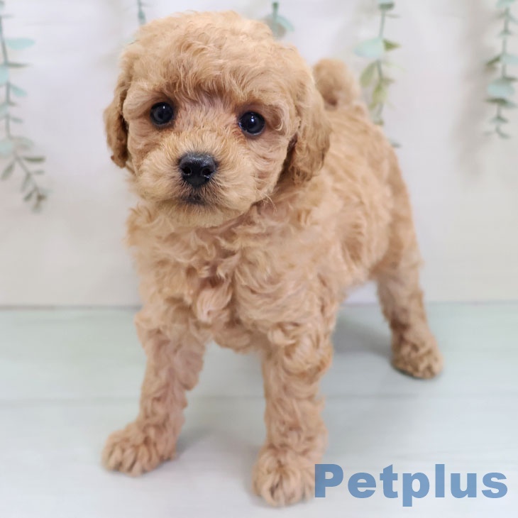福岡県のトイプードル(トイ) (ペットプラス 小倉南店/2025年10月23日生まれ/女の子/アプリコット)の子犬の2枚目の画像