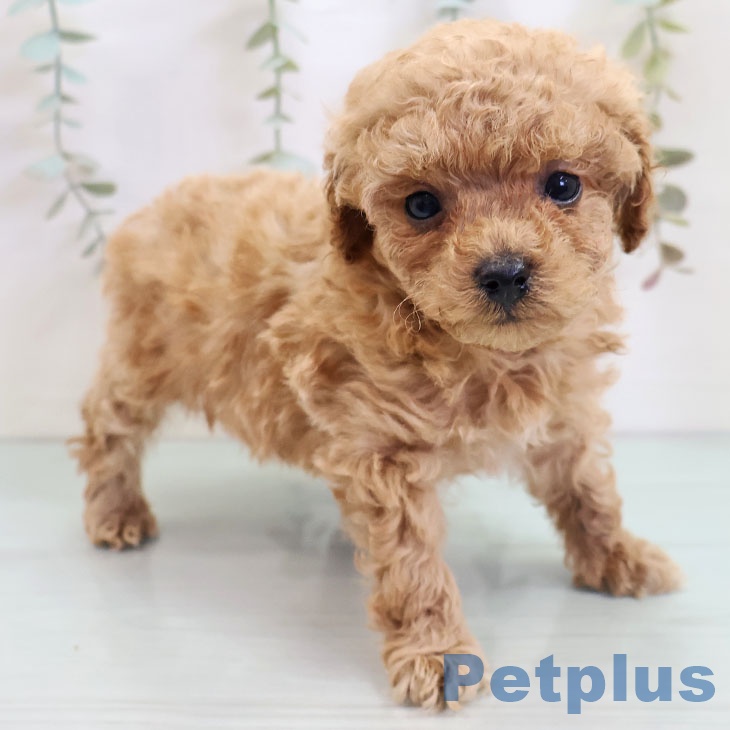 福岡県のトイプードル(トイ) (ペットプラス 八幡東店/2025年10月23日生まれ/女の子/アプリコット)の子犬の1枚目の画像