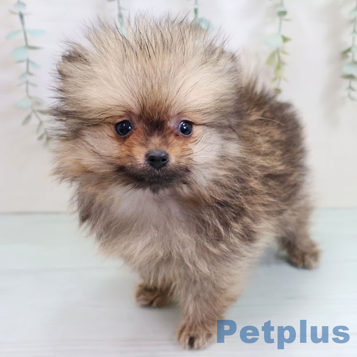 埼玉県のポメラニアン (ペットプラス 八潮店/2025年10月15日生まれ/男の子/オレンジ)の子犬の1枚目の画像