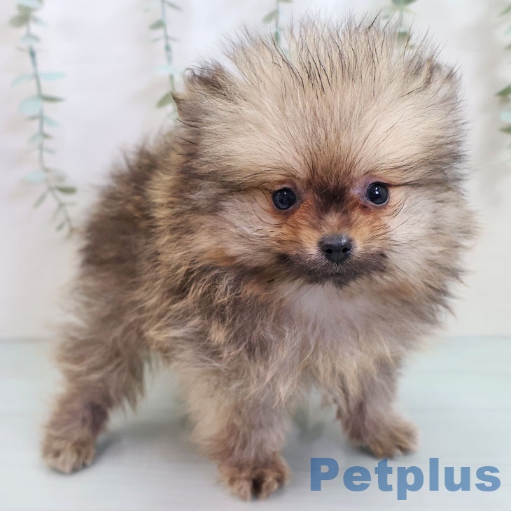 埼玉県のポメラニアン (ペットプラス 八潮店/2025年10月15日生まれ/男の子/オレンジ)の子犬の2枚目の画像