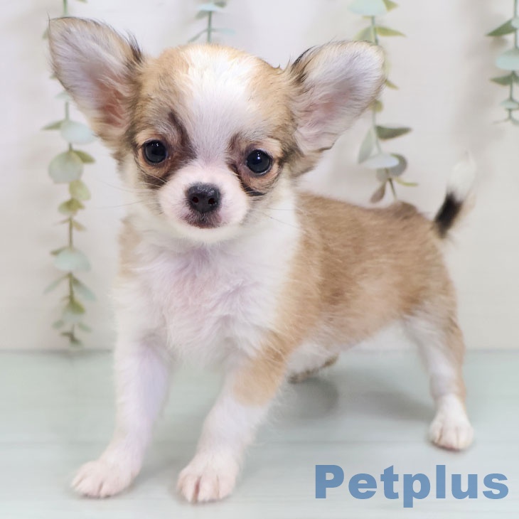 岩手県のチワワ(ロング) (ペットプラス 盛岡南店/2025年10月17日生まれ/女の子/フォーンホワイト)の子犬の1枚目の画像