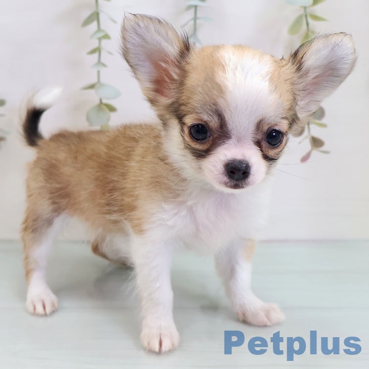 岩手県のチワワ(ロング) (ペットプラス 盛岡南店/2025年10月17日生まれ/女の子/フォーンホワイト)の子犬の2枚目の画像