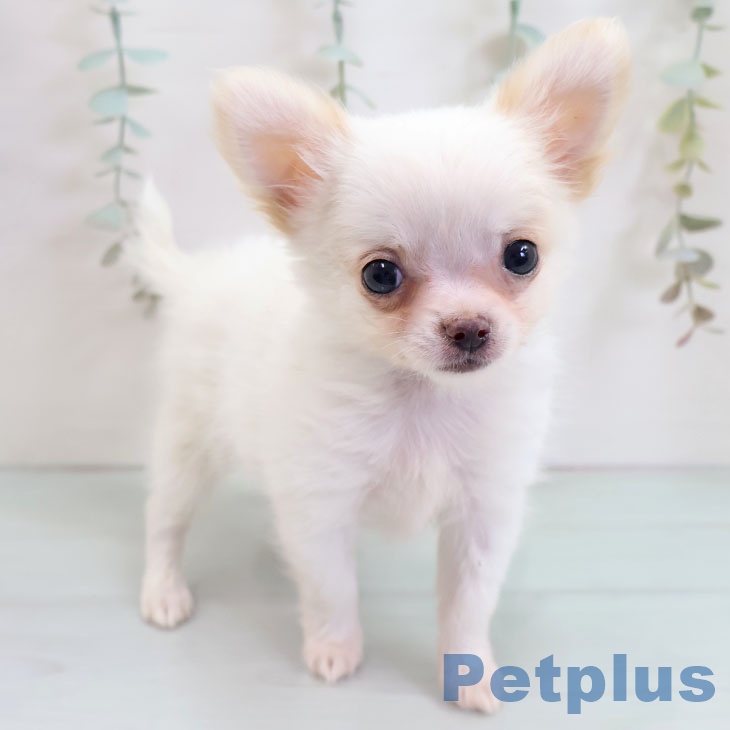 埼玉県のチワワ(ロング) (ペットプラス 八潮店/2025年10月9日生まれ/男の子/ホワイトクリーム)の子犬の1枚目の画像