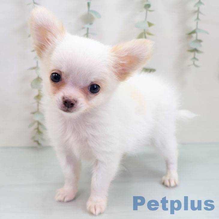 埼玉県のチワワ(ロング) (ペットプラス 八潮店/2025年10月9日生まれ/男の子/ホワイトクリーム)の子犬の2枚目の画像