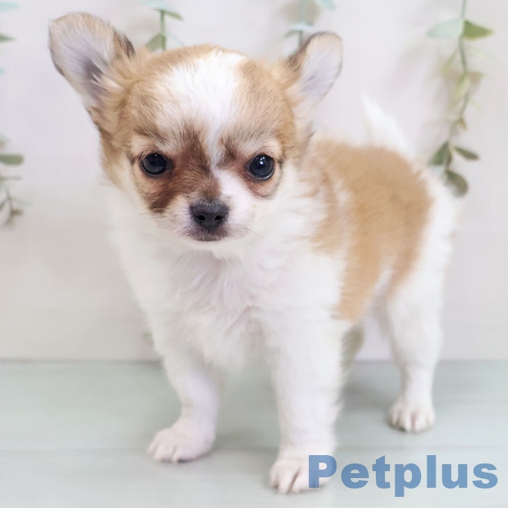 福島県のチワワ(ロング) (ペットプラス 福島店/2025年10月24日生まれ/男の子/レッドホワイト)の子犬の1枚目の画像