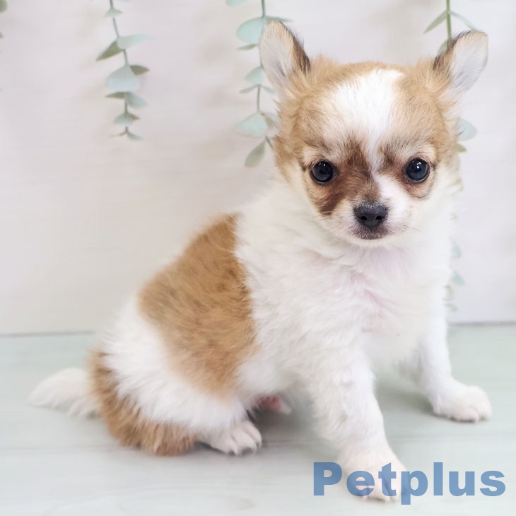 福島県のチワワ(ロング) (ペットプラス 福島店/2025年10月24日生まれ/男の子/レッドホワイト)の子犬の2枚目の画像