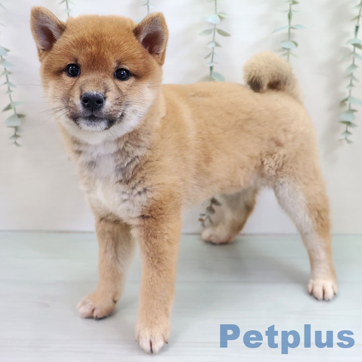 福岡県の柴犬(標準サイズ) (ペットプラス ららぽーと福岡店/2025年10月25日生まれ/女の子/赤)の子犬の1枚目の画像