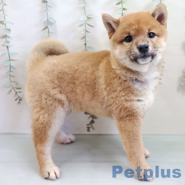 福岡県の柴犬(標準サイズ) (ペットプラス ららぽーと福岡店/2025年10月25日生まれ/女の子/赤)の子犬の2枚目の画像