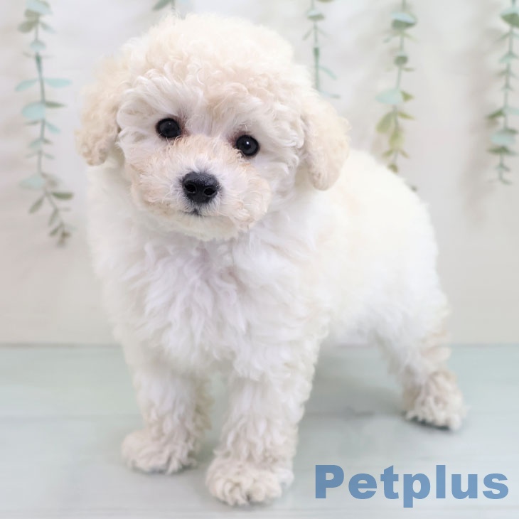 福岡県のトイプードル(トイ) (ペットプラス 八幡東店/2025年10月24日生まれ/男の子/ホワイト)の子犬の1枚目の画像
