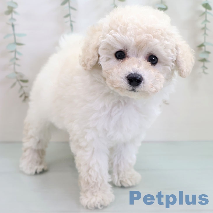 福岡県のトイプードル(トイ) (ペットプラス 八幡東店/2025年10月24日生まれ/男の子/ホワイト)の子犬の2枚目の画像