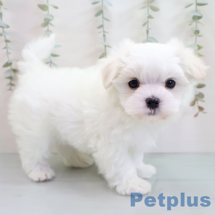 福岡県のマルチーズ (ペットプラス 福岡店/2025年10月25日生まれ/男の子/ホワイト)の子犬の2枚目の画像