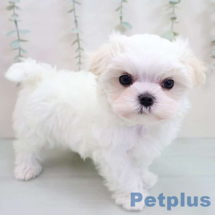 福岡県のマルチーズ (ペットプラス 福岡店/2025年10月25日生まれ/女の子/ホワイト)の子犬の1枚目の画像
