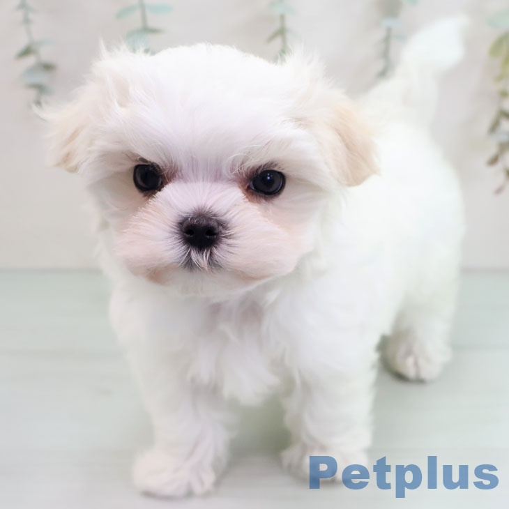 福岡県のマルチーズ (ペットプラス 福岡店/2025年10月25日生まれ/女の子/ホワイト)の子犬の2枚目の画像