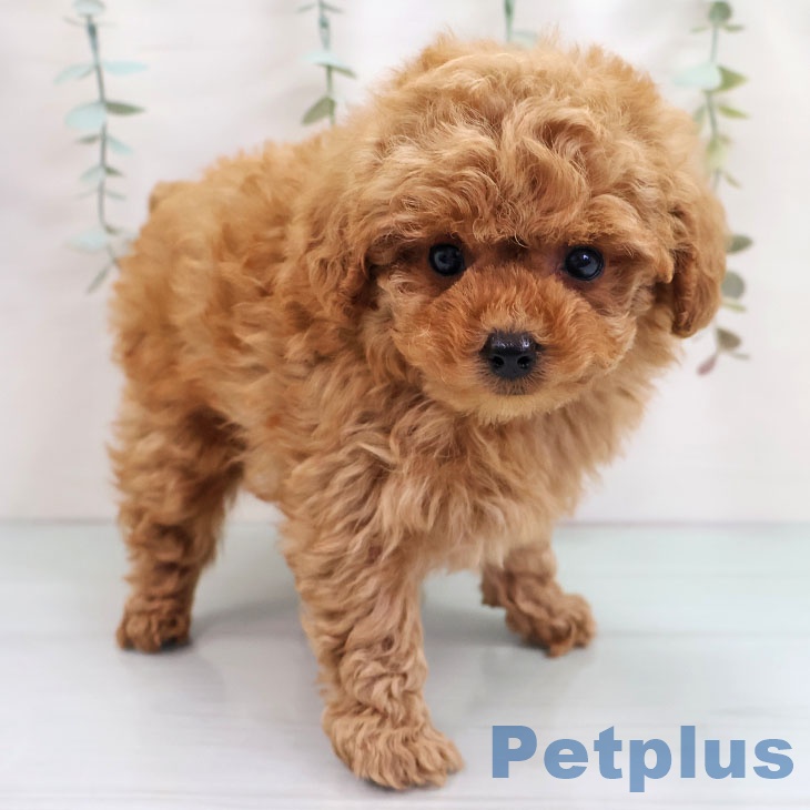 福岡県のトイプードル(トイ) (ペットプラス 福岡店/2025年10月24日生まれ/男の子/レッド)の子犬の1枚目の画像